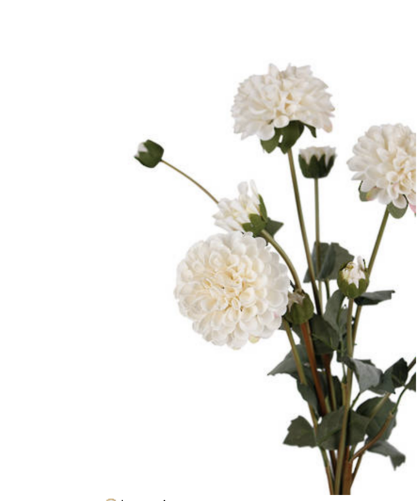 Pompon Dahlia Bundles - Image 2