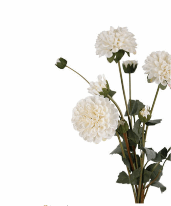 Pompon Dahlia Bundles - Image 2