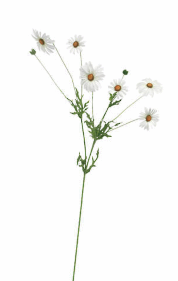 Daisy Spray White