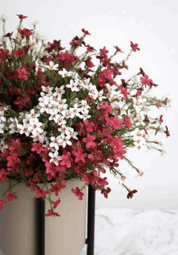 Wax Flower Bush 40cm Cream - Image 2