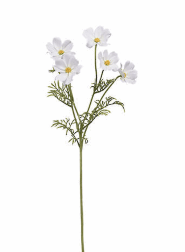 Cosmos Spray 62cm Cream