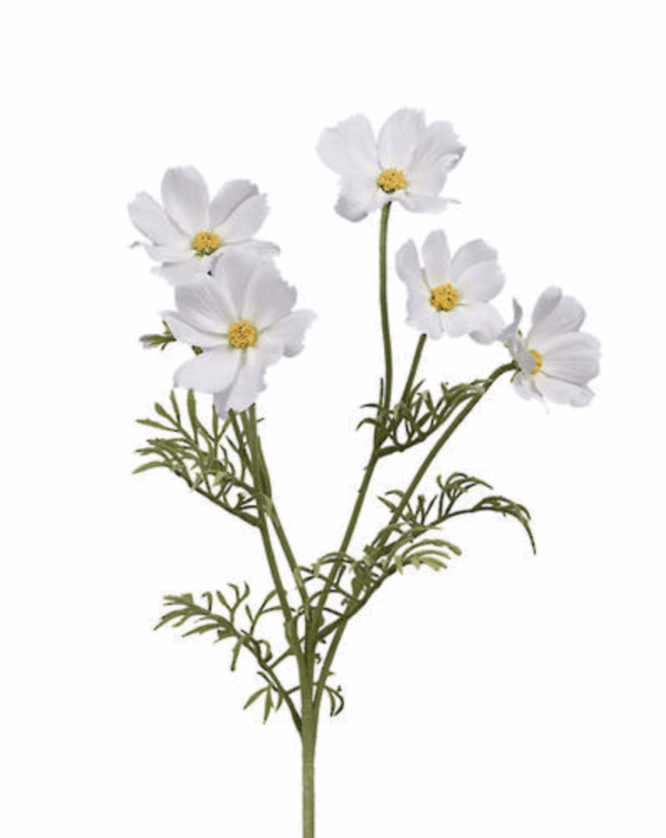 Cosmos Spray 62cm Cream - Image 2