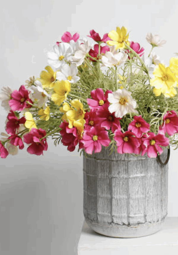 Cosmos Spray 62cm Cream - Image 3