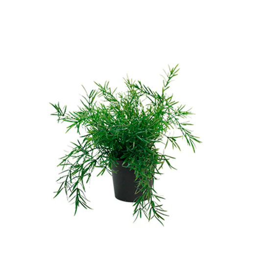 Asparagus Fern Bush – Potted