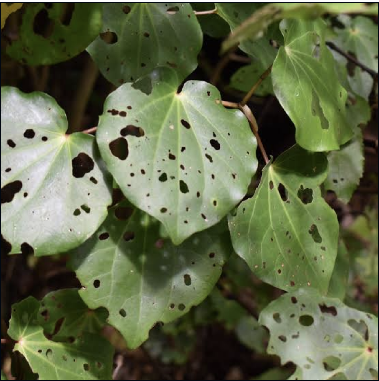 Prickly Ash - Sichuan and Kawakawa Finishing Salt Flakes - Image 4