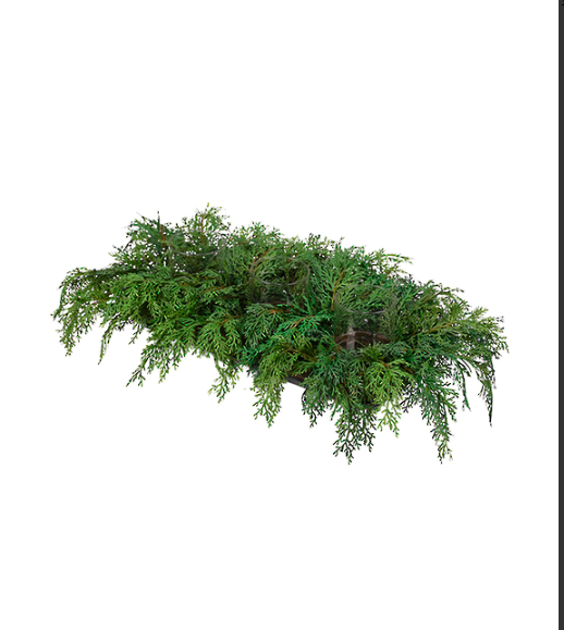Cypress T/Light Holder x3