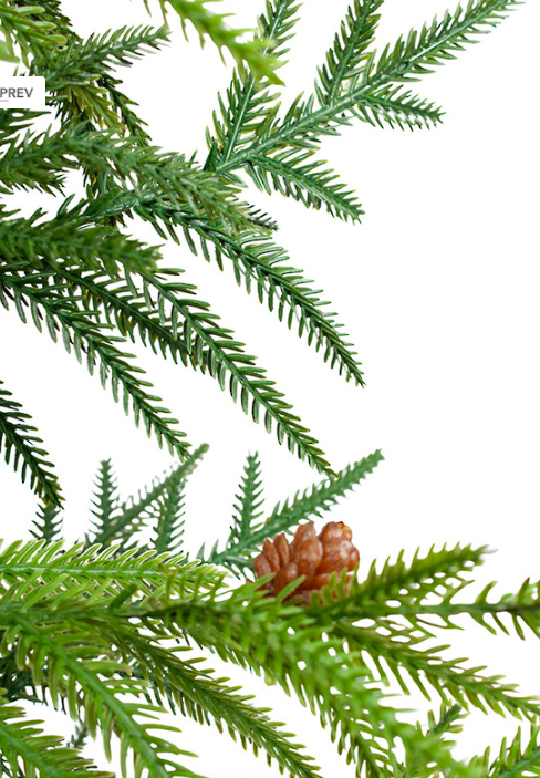 Fir Potted Tree w. Burlap LGE - Image 3